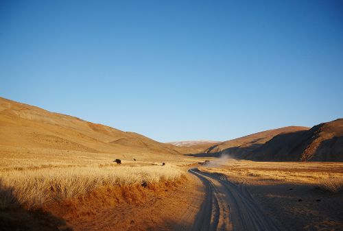 Bild: AP Digital - Grassland - 150g Vlies (4 x 2.7 m)