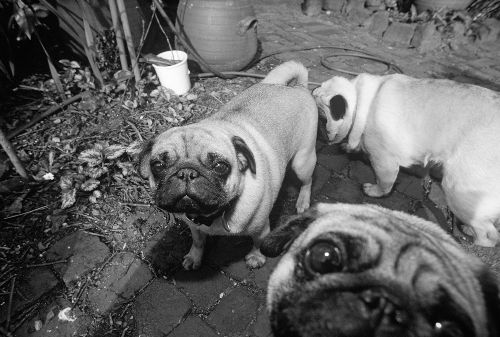 Thumbnail: AP Digital - Puppy Dogs - 150g Vlies (4 x 2.67 m)