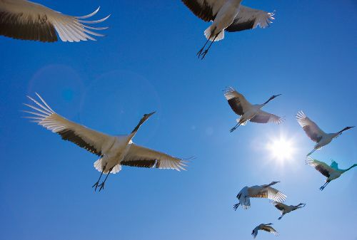 Bild: AP Digital - Fly Away - 150g Vlies (2 x 1.33 m)