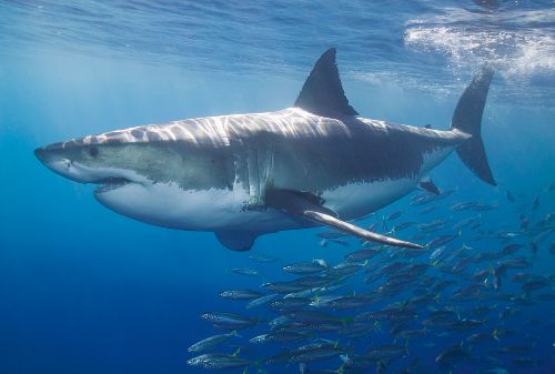 Bild: AP Digital - White Shark - 150g Vlies (4 x 2.67 m)