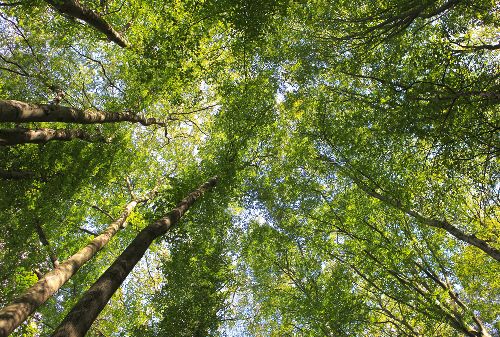 Bild: AP Digital - Canopy - 150g Vlies (2 x 1.33 m)