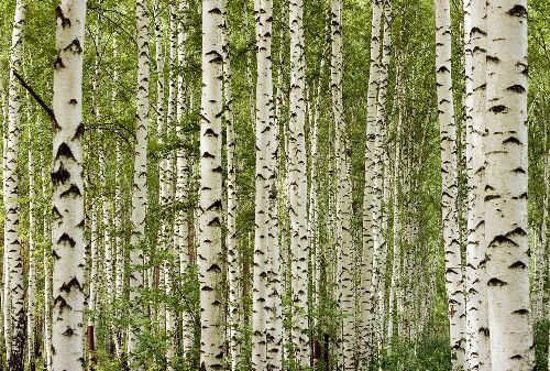 Bild: AP Digital - Birchwood - 150g Vlies