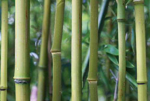 Bild: AP Digital - Bamboo - 150g Vlies (4 x 2.67 m)