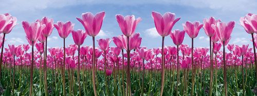 Bild: AP Digital - Tulip Forest - 150g Vlies (6 x 2.5 m)