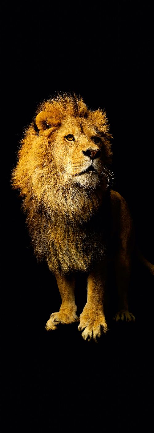 Bild: AP Panel - Lion