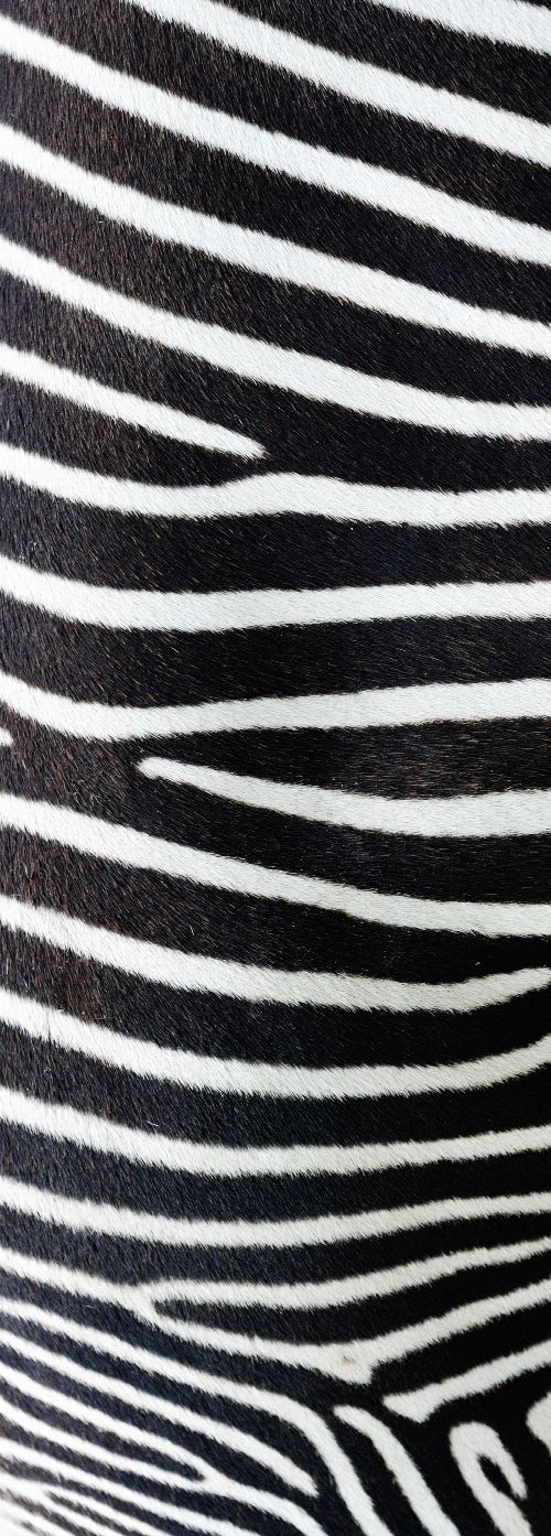 Bild: AP Panel - Skin zebra
