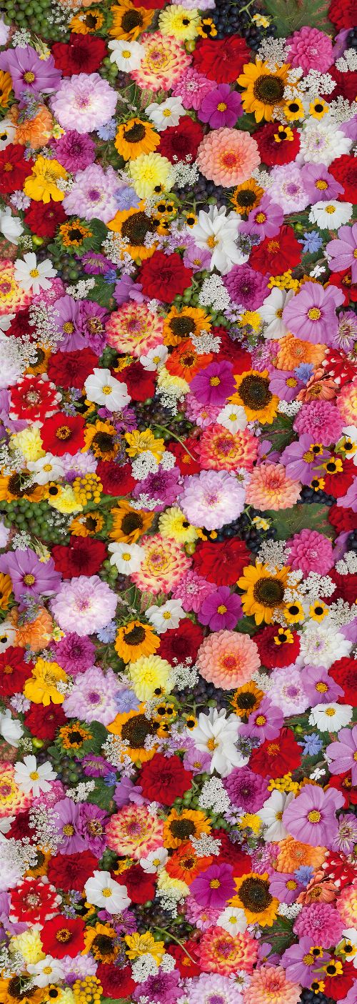 Bild: AP Panel - Flower fragrance