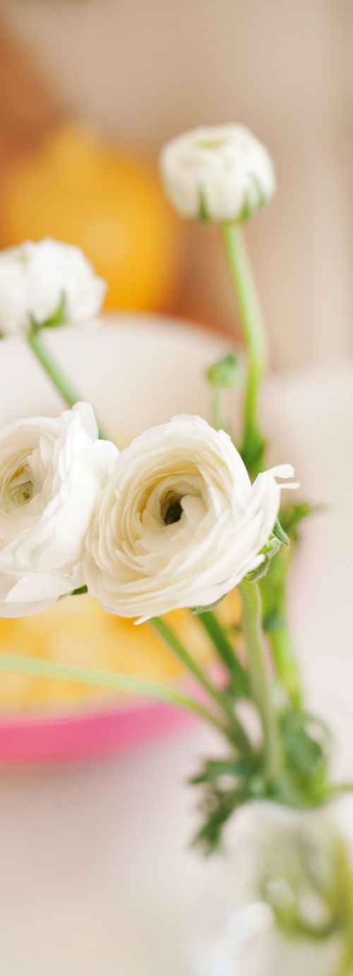 Bild: AP Panel - White buttercup