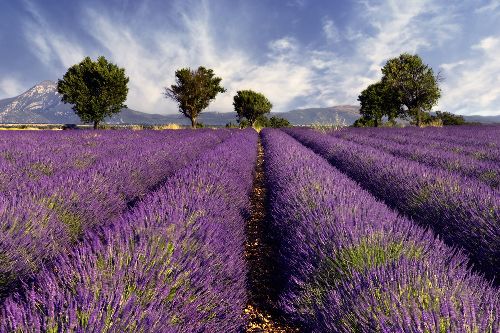 Bild: AP XXL2 - Lavender - 150g Vlies (3 x 2.5 m)