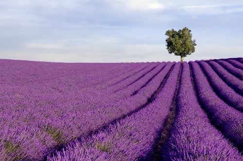 Bild: AP XXL2 - Lavender Field - 150g Vlies (3 x 2.5 m)