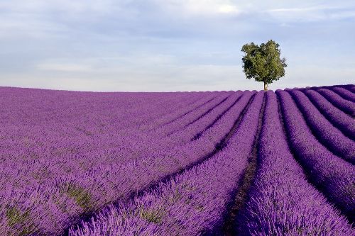 Bild: AP XXL2 - Lavender Field - 150g Vlies