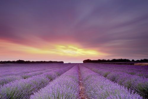 Bild: AP XXL2 - Lavender Field AS - 150g Vlies (3 x 2.5 m)