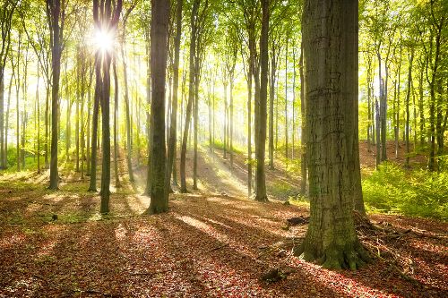 Bild: AP XXL2 - Forest Summer - 150g Vlies (3 x 2.5 m)