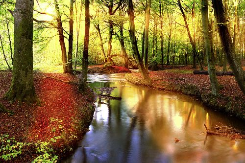 Bild: AP XXL2 - Forest Stream - 150g Vlies