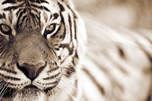 Bild: AP XXL2 - Tiger - 150g Vlies