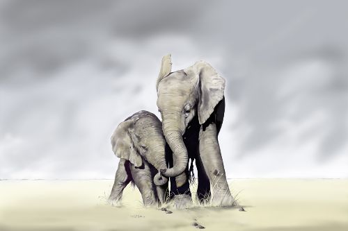 Bild: AP XXL2 - Elephant Family - 150g Vlies (4 x 2.67 m)