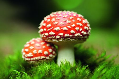 Bild: AP XXL2 - Fly Agaric - 150g Vlies (3 x 2.5 m)