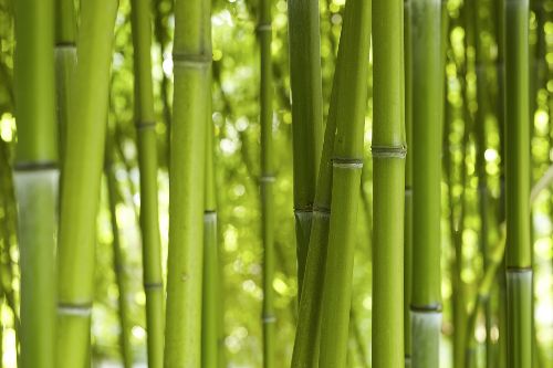 Bild: AP XXL2 - Bamboo In Daylight - 150g Vlies (5 x 3.33 m)