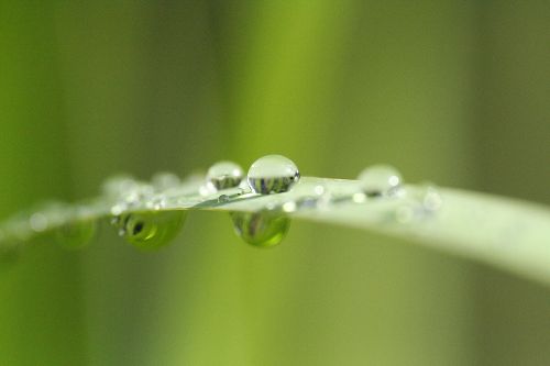 Bild: AP XXL2 - Blade of Grass - 150g Vlies (3 x 2.5 m)