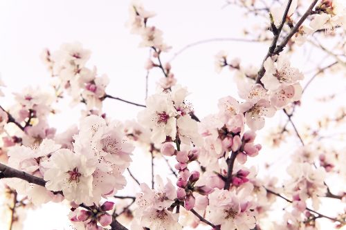 Bild: AP XXL2 - Cherry Blossom - 150g Vlies (2 x 1.33 m)
