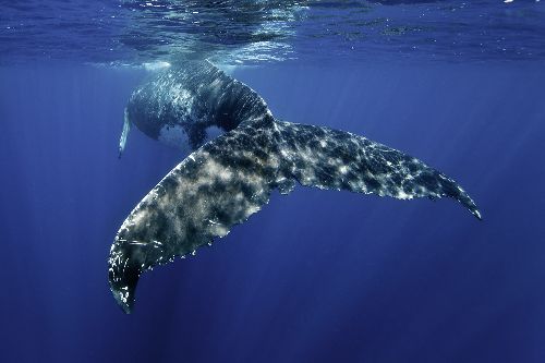 Bild: AP XXL2 - Whale Fin - 150g Vlies