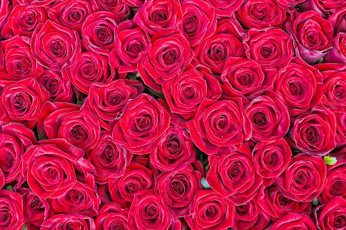 Bild: AP XXL2 - Red Roses - 150g Vlies