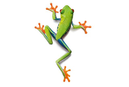 Bild: AP Digital - Frog - SK Folie (5 x 3.33 m)