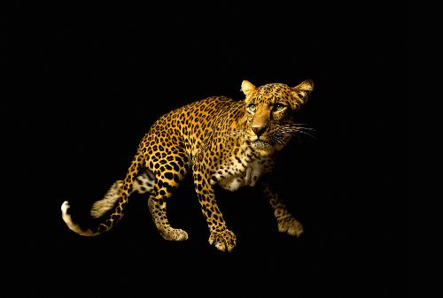 Bild: AP Digital - Leopard - SK Folie