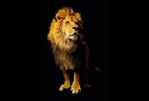 Bild: AP Digital - Lion - SK Folie (4 x 2.7 m)