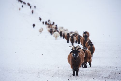 Bild: AP Digital - Ram - SK Folie (2 x 1.33 m)