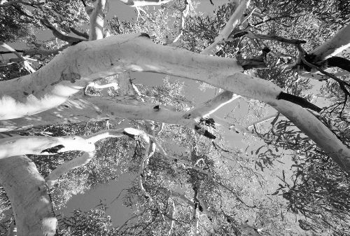 Bild: AP Digital - Treetops - SK Folie (4 x 2.67 m)