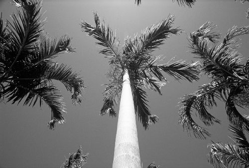 Bild: AP Digital - Palms - SK Folie (3 x 2.5 m)