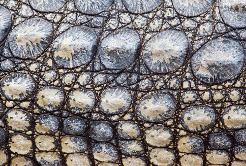 Bild: AP Digital - Croco - SK Folie (4 x 2.67 m)
