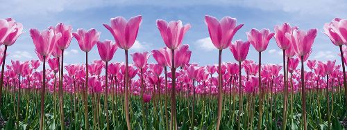 Bild: AP Digital - Tulip Forest - SK Folie (5 x 3.33 m)