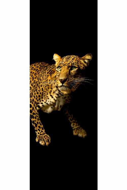 Bild: AP Panel - Leopard, SK-Folie