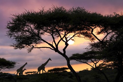 Bild: AP XXL2 - Giraffe At Sunset - SK Folie (2 x 1.33 m)