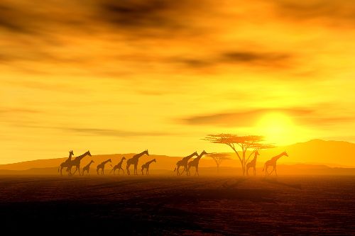 Bild: AP XXL2 - Giraffe In Savannah - SK Folie (3 x 2.5 m)
