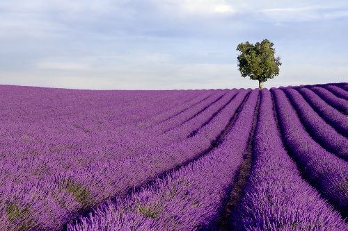 Bild: AP XXL2 - Lavender Field - SK Folie (2 x 1.33 m)
