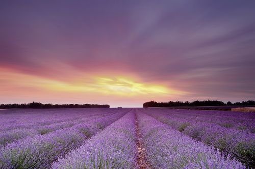 Bild: AP XXL2 - Lavender Field AS - SK Folie