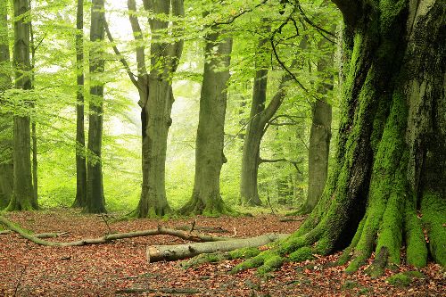 Bild: AP XXL2 - Forest - SK Folie (3 x 2.5 m)