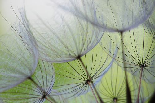 Bild: AP XXL2 - Dandelion - SK Folie
