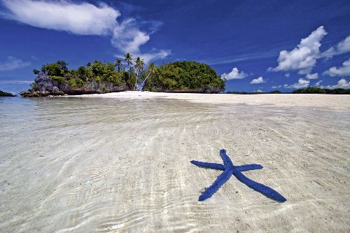 Bild: AP XXL2 - Blue Starfish - SK Folie (4 x 2.67 m)