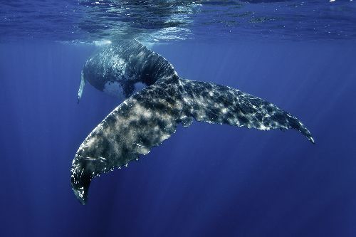 Bild: AP XXL2 - Whale Fin - SK Folie (3 x 2.5 m)