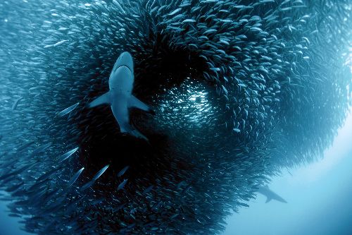 Bild: AP XXL2 - Predator - SK Folie (4 x 2.67 m)