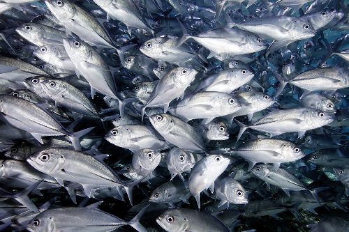 Bild: AP XXL2 - Amberjacks - SK Folie (3 x 2.5 m)