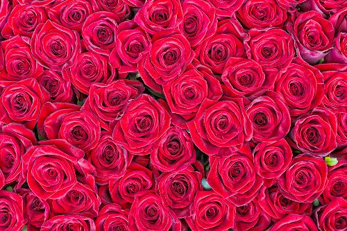 Bild: AP XXL2 - Red Roses - SK Folie