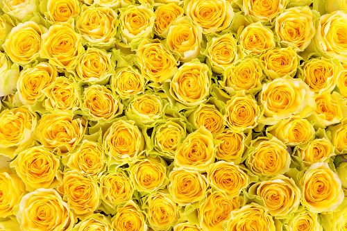 Bild: AP XXL2 - Yellow Roses - SK Folie (2 x 1.33 m)