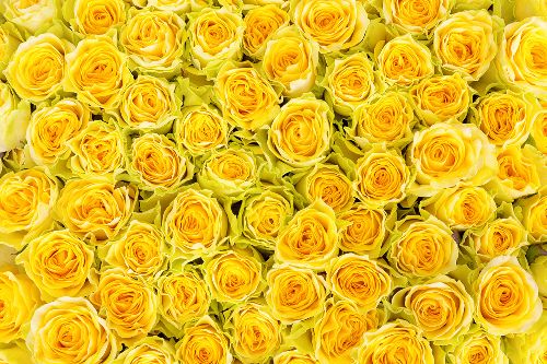 Bild: AP XXL2 - Yellow Roses - SK Folie