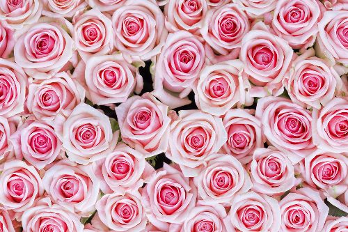 Thumbnail: AP XXL2 - Pink Roses - SK Folie (4 x 2.67 m)