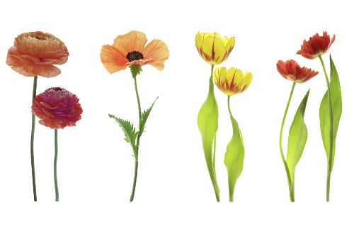 Bild: AP XXL2 - Red Flowers OW - SK Folie (3 x 2.5 m)